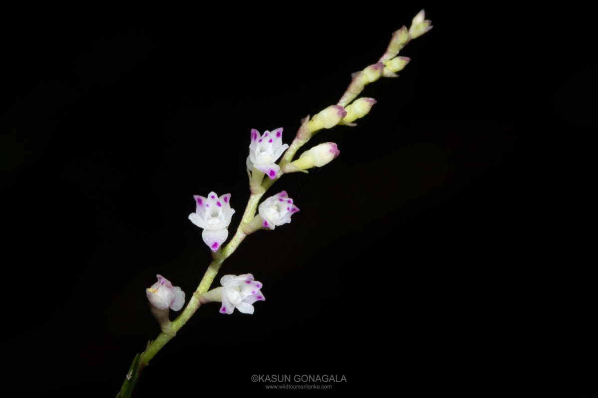 Podochilus malabaricus Wight